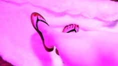 FemaleAgent MILF indulges studs foot fetish